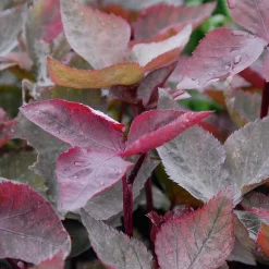 Manufactum Staudenpaket Gourmet- und Küchenkräuter Sale