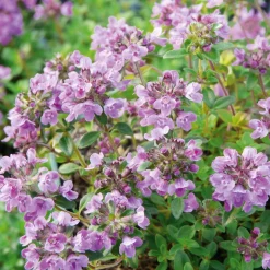 Manufactum Staudenpaket Gourmet- und Küchenkräuter Sale