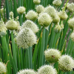 Manufactum Staudenpaket Gourmet- und Küchenkräuter Sale