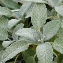 Manufactum Staudenpaket Gourmet- und Küchenkräuter Sale