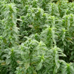 Manufactum Staudenpaket Gourmet- und Küchenkräuter Sale