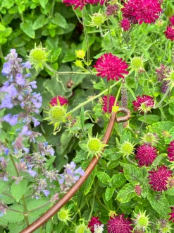 saMas Staudenstütze handgeschmiedet