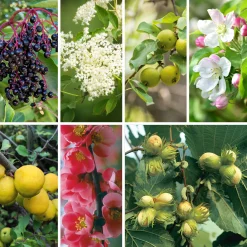 Manufactum Strauchpaket Wildfruchthecke 2 Clearance