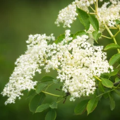 Manufactum Strauchpaket Wildfruchthecke 2 Clearance