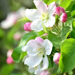 Manufactum Strauchpaket Wildfruchthecke 2 Clearance