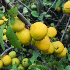 Manufactum Strauchpaket Wildfruchthecke 2 Clearance