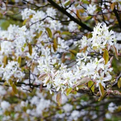 Manufactum Strauchpaket Wildfruchthecke 1 New