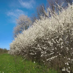 Manufactum Strauchpaket Wildfruchthecke 1 New