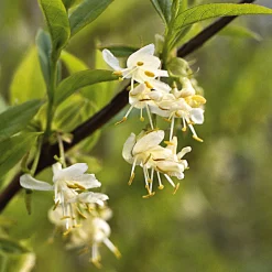 Manufactum Strauchpaket Winterdufter Best