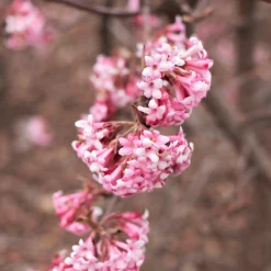 Manufactum Strauchpaket Winterdufter Best