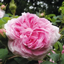 Rosenhof Schultheis Strauchrose 'Königin von Dänemark' Best