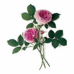 Rosenhof Schultheis Strauchrose 'Königin von Dänemark' Best