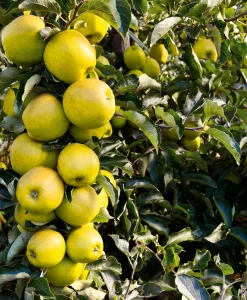 Martin Müller Baumschulen Säulenapfel 'Ananasrenette' Online