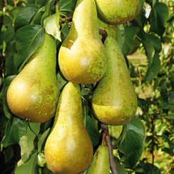 Martin Müller Baumschulen Säulenbirne 'Saphira' Outlet