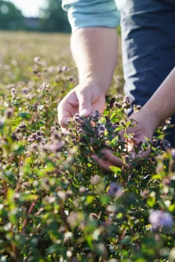 Market Grounds Summerdown Crisps Discount