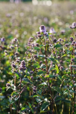 Market Grounds Summerdown Crisps Discount