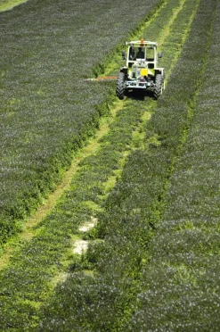 Market Grounds Summerdown Englische Minzcremepralinen Best