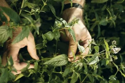 Market Grounds Summerdown Englische Minzcremepralinen Best