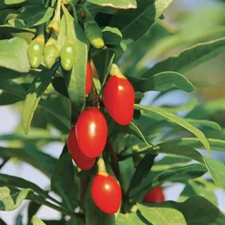 Martin Müller Baumschulen Superfood-Beerenpaket (3 Arten) Discount