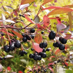 Martin Müller Baumschulen Superfood-Beerenpaket (3 Arten) Discount