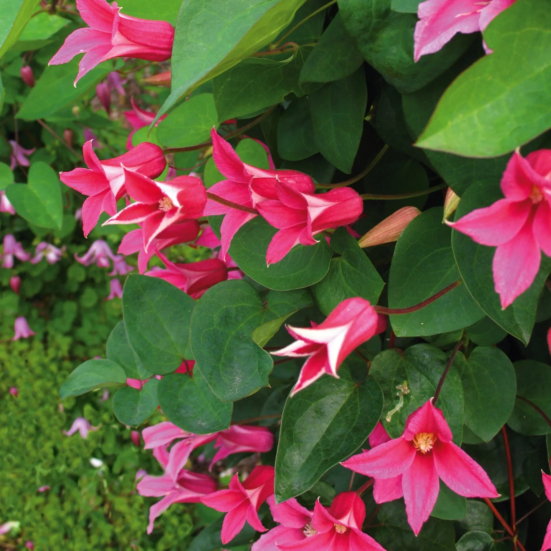 Martin Müller Baumschulen Texaswaldrebe 'Princess of Wales'