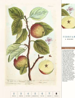 Jan Thorbecke Verlag Thorbecke Apfel-Kalender 2026 Best