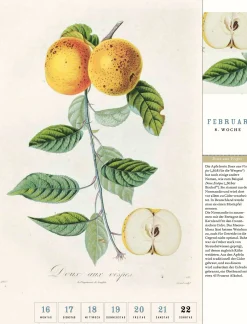Jan Thorbecke Verlag Thorbecke Apfel-Kalender 2026 Best