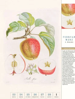 Jan Thorbecke Verlag Thorbecke Apfel-Kalender 2026 Best