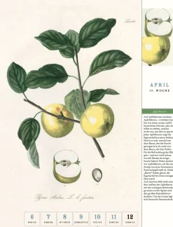 Jan Thorbecke Verlag Thorbecke Apfel-Kalender 2026 Best