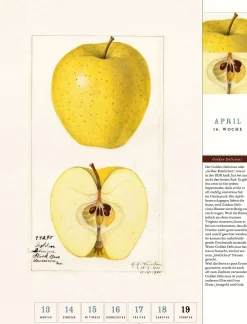 Jan Thorbecke Verlag Thorbecke Apfel-Kalender 2026 Best
