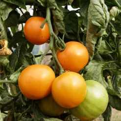 Culinaris – Saatgut für Lebensmittel Tomatensaatgut Besonders Wohlschmeckende Sorten New