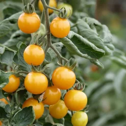 Culinaris – Saatgut für Lebensmittel Tomatensaatgut Besonders Wohlschmeckende Sorten New
