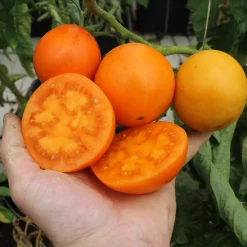 Culinaris – Saatgut für Lebensmittel Tomatensaatgut Bewährte Land- und Haussorten New