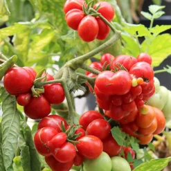 Culinaris – Saatgut für Lebensmittel Tomatensaatgut Bewährte Land- und Haussorten New