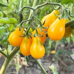 Culinaris – Saatgut für Lebensmittel Tomatensaatgut Bewährte Land- und Haussorten New