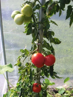 Brühwiler Maschinen Tomatenstab Stahl verzinkt