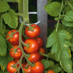 Brühwiler Maschinen Tomatenstab Stahl verzinkt