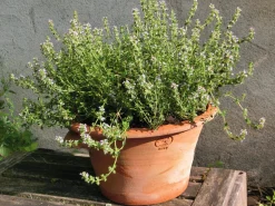 Manufactum Tulpentopf Terrakotta Best