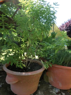 Manufactum Tulpentopf Terrakotta Best