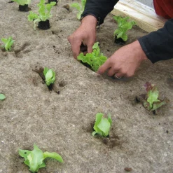 Tobias Tumfart Unkrautschutzmatte Schafwolle New