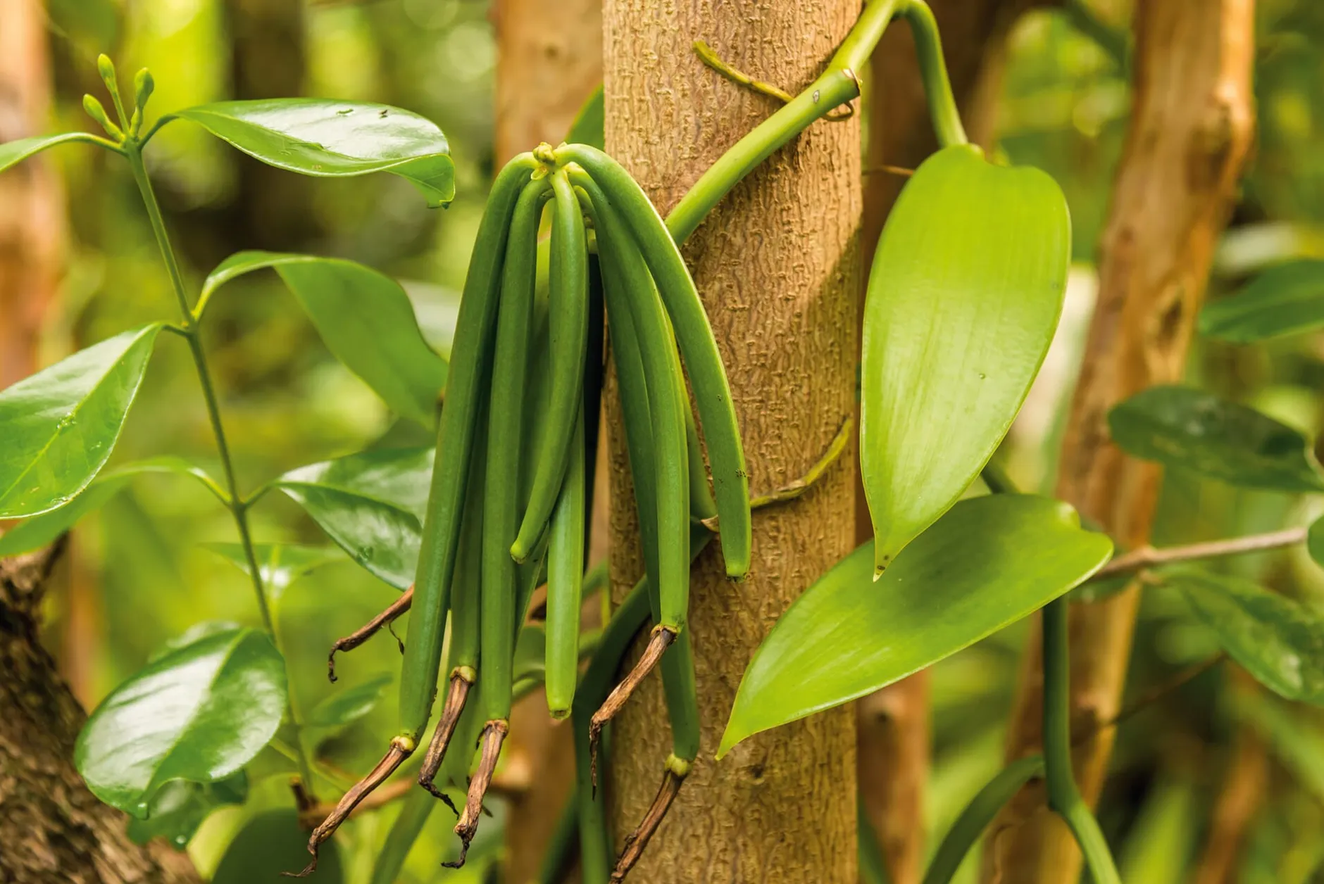 Safran & Vanille Handel Eberhard Pütter Vanille aus Mexiko Sale