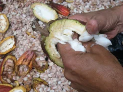 Willie’s Cacao Venezuelan Rio Caribe 72% Schokolade Hot