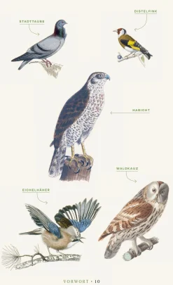 Jan Thorbecke Verlag Vögel verstehen Sale