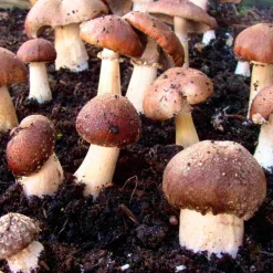 Hawlik Pilzbrut Waldpilzbrut 'Braunkappe' Outlet