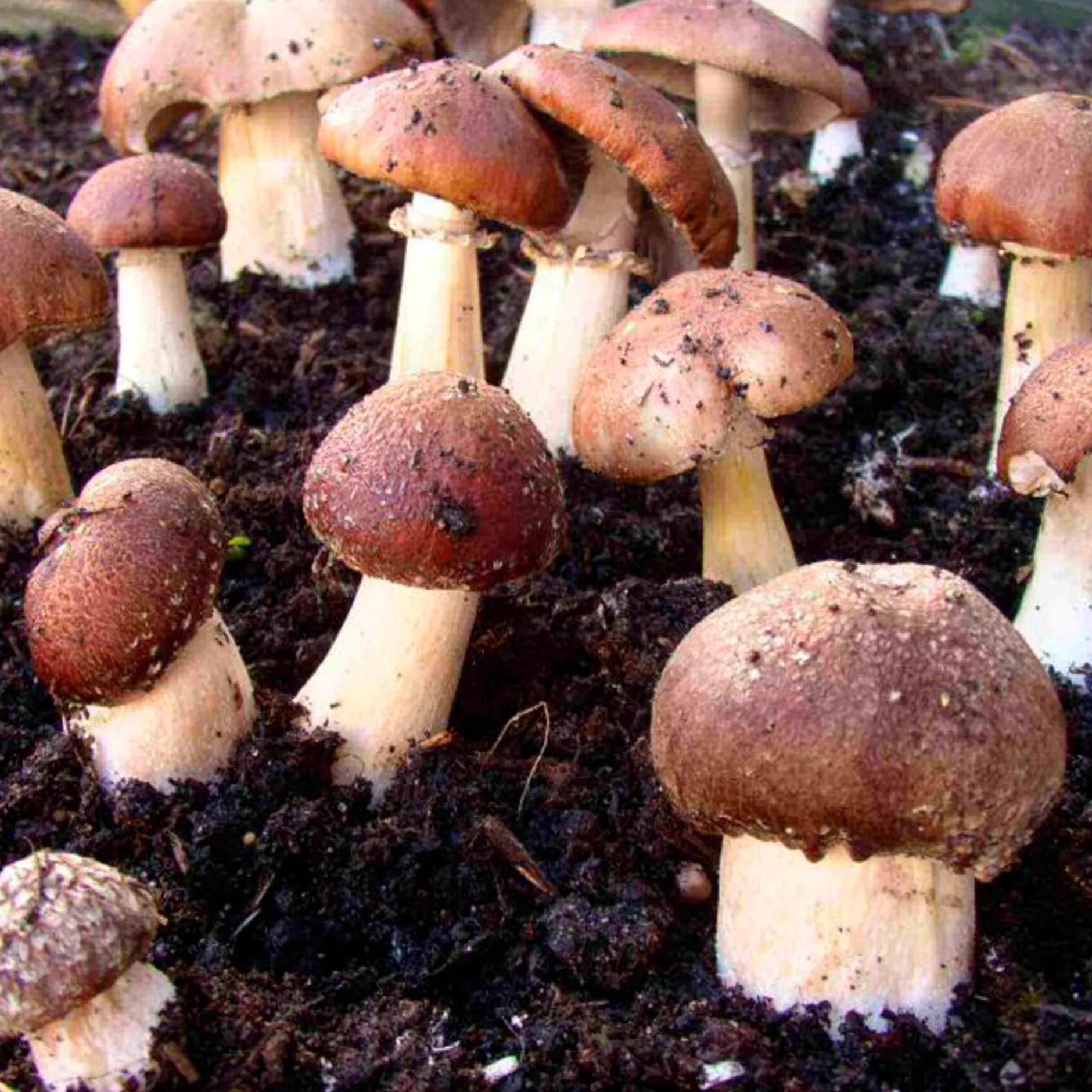 Hawlik Pilzbrut Waldpilzbrut 'Braunkappe' Outlet