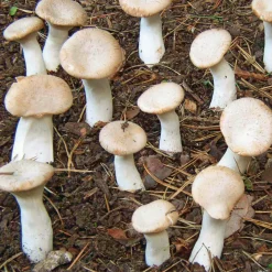 Hawlik Pilzbrut Waldpilzbrut 'Kräuterseitling' Online