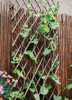 Intermas Nets Weidenspalier flexibel Online