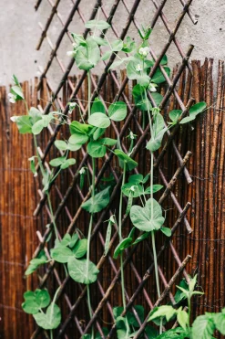 Intermas Nets Weidenspalier flexibel Online