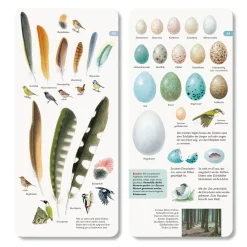 Wawra Verlag Wer hat am Zapfen gezupft? New