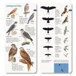 Wawra Verlag Wer hat am Zapfen gezupft? New